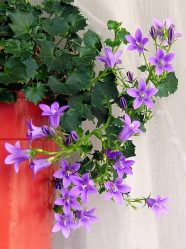 Flores no interior: 175+ (fotos) combinações bonitas (na sala de estar, quarto, na cozinha)
