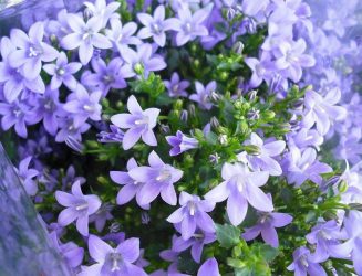 Flores no interior: 175+ (fotos) combinações bonitas (na sala de estar, quarto, na cozinha)
