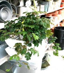 Flores no interior: 175+ (fotos) combinações bonitas (na sala de estar, quarto, na cozinha)