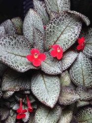 Flores no interior: 175+ (fotos) combinações bonitas (na sala de estar, quarto, na cozinha)