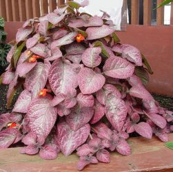 Flores no interior: 175+ (fotos) combinações bonitas (na sala de estar, quarto, na cozinha)