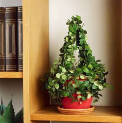 Flores no interior: 175+ (fotos) combinações bonitas (na sala de estar, quarto, na cozinha)
