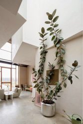 Flores no interior: 175+ (fotos) combinações bonitas (na sala de estar, quarto, na cozinha)