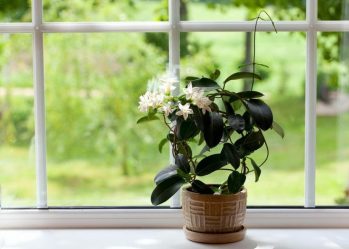 Flores no interior: 175+ (fotos) combinações bonitas (na sala de estar, quarto, na cozinha)