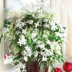 Flores no interior: 175+ (fotos) combinações bonitas (na sala de estar, quarto, na cozinha)