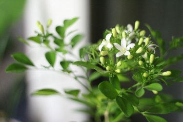 Flores no interior: 175+ (fotos) combinações bonitas (na sala de estar, quarto, na cozinha)