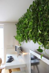 Flores no interior: 175+ (fotos) combinações bonitas (na sala de estar, quarto, na cozinha)