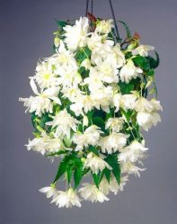 Flores no interior: 175+ (fotos) combinações bonitas (na sala de estar, quarto, na cozinha)