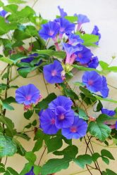 Flores no interior: 175+ (fotos) combinações bonitas (na sala de estar, quarto, na cozinha)