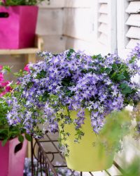 Flores no interior: 175+ (fotos) combinações bonitas (na sala de estar, quarto, na cozinha)