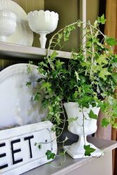 Flores no interior: 175+ (fotos) combinações bonitas (na sala de estar, quarto, na cozinha)