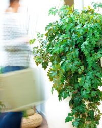 Flores no interior: 175+ (fotos) combinações bonitas (na sala de estar, quarto, na cozinha)