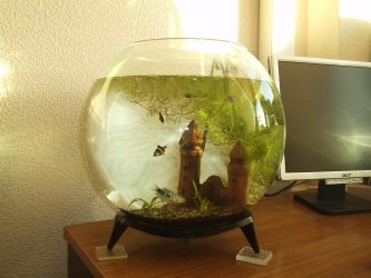 Aquário no interior de um apartamento ou casa: 145+ (Foto) tipos de decoração de seu design (canto, seco, parede divisória, pequeno)