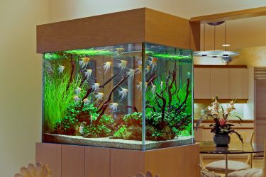Aquário no interior de um apartamento ou casa: 145+ (Foto) tipos de decoração de seu design (canto, seco, parede divisória, pequeno)