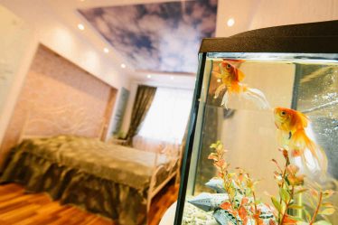 Aquário no interior de um apartamento ou casa: 145+ (Foto) tipos de decoração de seu design (canto, seco, parede divisória, pequeno)