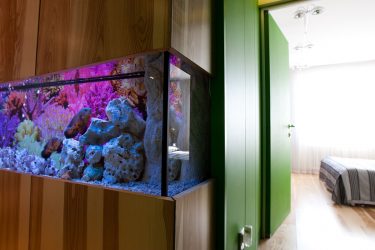 Aquário no interior de um apartamento ou casa: 145+ (Foto) tipos de decoração de seu design (canto, seco, parede divisória, pequeno)