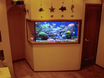 Aquário no interior de um apartamento ou casa: 145+ (Foto) tipos de decoração de seu design (canto, seco, parede divisória, pequeno)