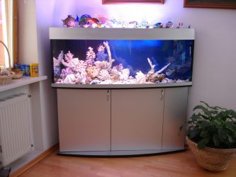 Aquário no interior de um apartamento ou casa: 145+ (Foto) tipos de decoração de seu design (canto, seco, parede divisória, pequeno)