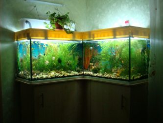 Aquário no interior de um apartamento ou casa: 145+ (Foto) tipos de decoração de seu design (canto, seco, parede divisória, pequeno)