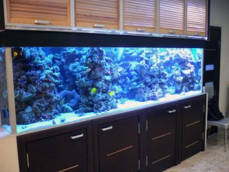 Aquário no interior de um apartamento ou casa: 145+ (Foto) tipos de decoração de seu design (canto, seco, parede divisória, pequeno)