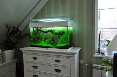 Aquário no interior de um apartamento ou casa: 145+ (Foto) tipos de decoração de seu design (canto, seco, parede divisória, pequeno)
