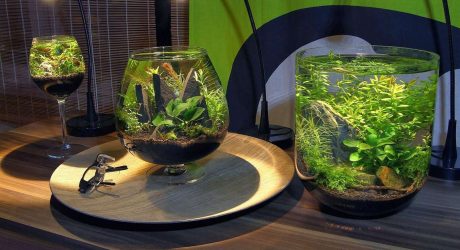 Aquário no interior de um apartamento ou casa: 145+ (Foto) tipos de decoração de seu design (canto, seco, parede divisória, pequeno)
