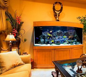 Aquário no interior de um apartamento ou casa: 145+ (Foto) tipos de decoração de seu design (canto, seco, parede divisória, pequeno)
