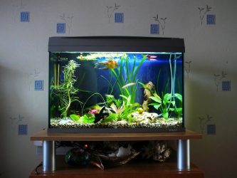Aquário no interior de um apartamento ou casa: 145+ (Foto) tipos de decoração de seu design (canto, seco, parede divisória, pequeno)