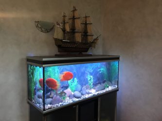 Aquário no interior de um apartamento ou casa: 145+ (Foto) tipos de decoração de seu design (canto, seco, parede divisória, pequeno)