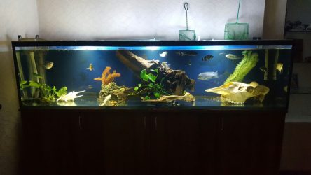 Aquário no interior de um apartamento ou casa: 145+ (Foto) tipos de decoração de seu design (canto, seco, parede divisória, pequeno)