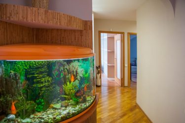 Aquário no interior de um apartamento ou casa: 145+ (Foto) tipos de decoração de seu design (canto, seco, parede divisória, pequeno)