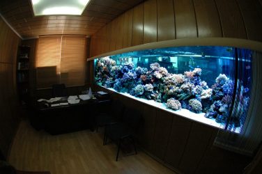 Aquário no interior de um apartamento ou casa: 145+ (Foto) tipos de decoração de seu design (canto, seco, parede divisória, pequeno)