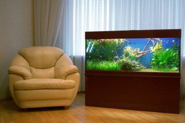 Aquário no interior de um apartamento ou casa: 145+ (Foto) tipos de decoração de seu design (canto, seco, parede divisória, pequeno)