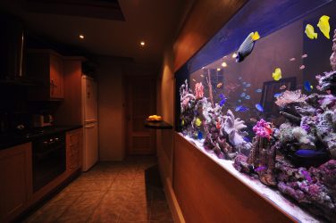 Aquário no interior de um apartamento ou casa: 145+ (Foto) tipos de decoração de seu design (canto, seco, parede divisória, pequeno)