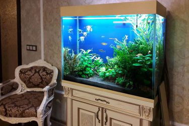 Aquário no interior de um apartamento ou casa: 145+ (Foto) tipos de decoração de seu design (canto, seco, parede divisória, pequeno)