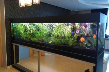 Aquário no interior de um apartamento ou casa: 145+ (Foto) tipos de decoração de seu design (canto, seco, parede divisória, pequeno)