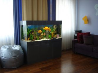Aquário no interior de um apartamento ou casa: 145+ (Foto) tipos de decoração de seu design (canto, seco, parede divisória, pequeno)