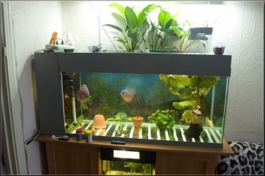 Aquário no interior de um apartamento ou casa: 145+ (Foto) tipos de decoração de seu design (canto, seco, parede divisória, pequeno)