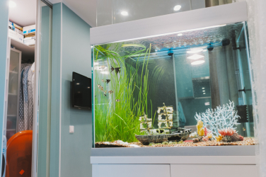 Aquário no interior de um apartamento ou casa: 145+ (Foto) tipos de decoração de seu design (canto, seco, parede divisória, pequeno)