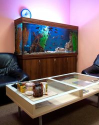 Aquário no interior de um apartamento ou casa: 145+ (Foto) tipos de decoração de seu design (canto, seco, parede divisória, pequeno)