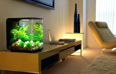 Aquário no interior de um apartamento ou casa: 145+ (Foto) tipos de decoração de seu design (canto, seco, parede divisória, pequeno)