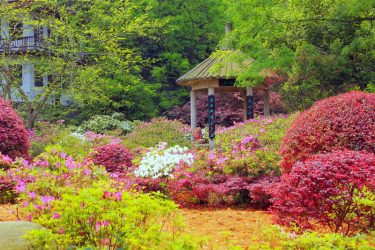 Paisagismo para o jardim faça você mesmo (mais de 185 fotos). Estilos que você deve conhecer