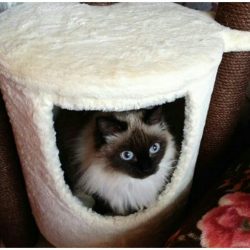 Como fazer uma casa para um gato com suas próprias mãos passo a passo? 150+ (foto) de madeira, papelão, caixas, com um raspador