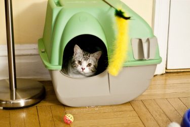 Como fazer uma casa para um gato com suas próprias mãos passo a passo? 150+ (foto) de madeira, papelão, caixas, com um raspador