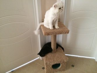Como fazer uma casa para um gato com suas próprias mãos passo a passo? 150+ (foto) de madeira, papelão, caixas, com um raspador