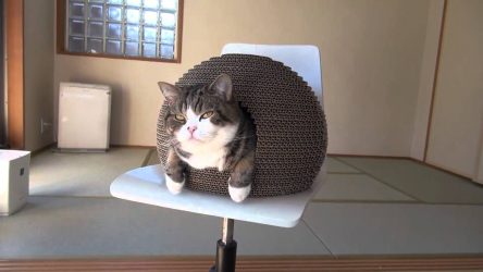 Como fazer uma casa para um gato com suas próprias mãos passo a passo? 150+ (foto) de madeira, papelão, caixas, com um raspador