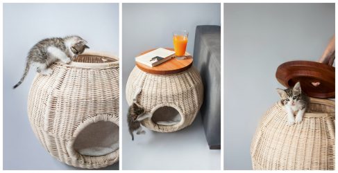 Como fazer uma casa para um gato com suas próprias mãos passo a passo? 150+ (foto) de madeira, papelão, caixas, com um raspador