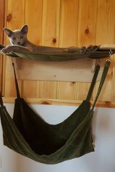 Como fazer uma casa para um gato com suas próprias mãos passo a passo? 150+ (foto) de madeira, papelão, caixas, com um raspador