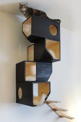 Como fazer uma casa para um gato com suas próprias mãos passo a passo? 150+ (foto) de madeira, papelão, caixas, com um raspador
