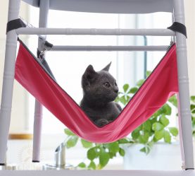 Como fazer uma casa para um gato com suas próprias mãos passo a passo? 150+ (foto) de madeira, papelão, caixas, com um raspador